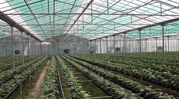 کشت گلخانه‌ای